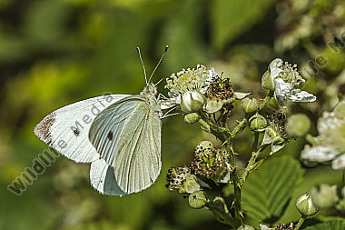 Kleiner Kohlweißling saugt an einer Blüte