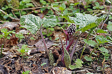 Rote Pestwurz