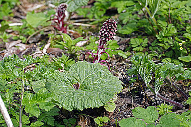 Rote Pestwurz
