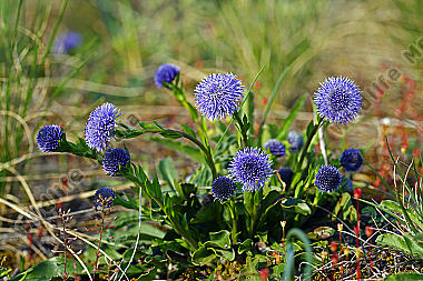 Hochstängel Kugelblume