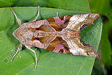 Achateule