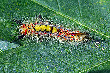 Kleiner Bürstenspinner Raupe