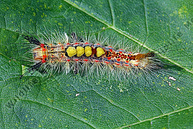 Kleiner Bürstenspinner Raupe