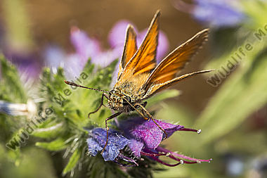Rostfarbiger Dickkopffalter an einer Blüte