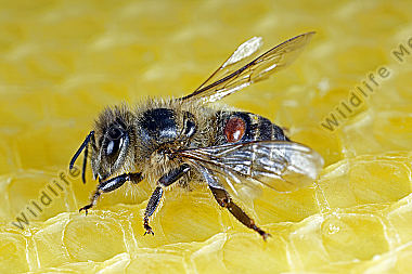 Varroamilbe