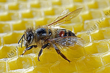 Varroamilbe