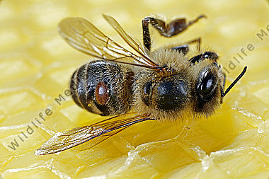 Varroamilbe