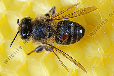 Varroamilbe