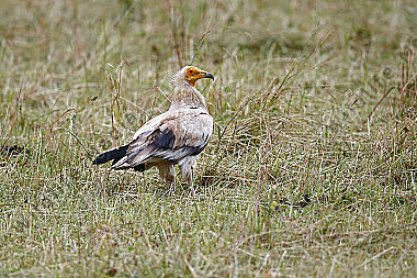 Schmutzgeier