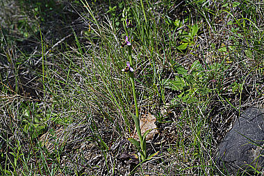 Schnepfenragwurz