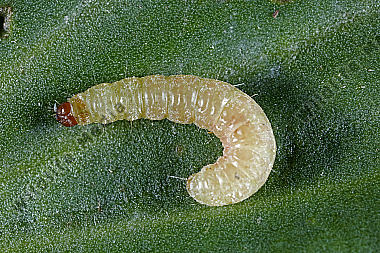 Lebensmittelmotte Raupe