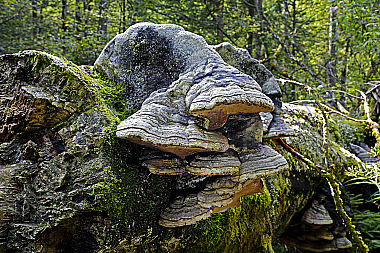 Buchenporling