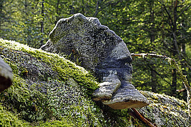 Buchenporling