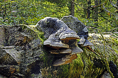 Buchenporling