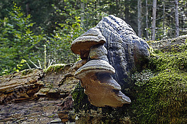 Buchenporling