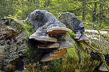 Buchenporling