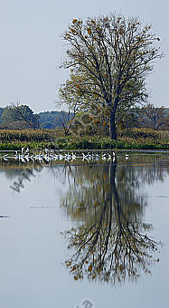 Reiher Panorama