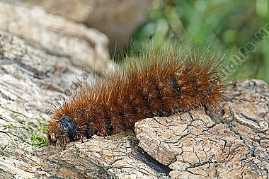 Augsburger Bär Raupe