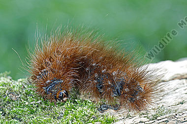 Augsburger Bär Raupe