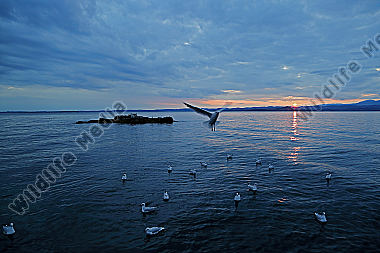 Gardasee