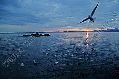 Gardasee