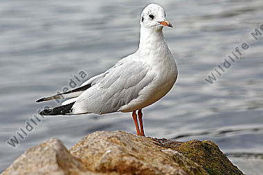 Lachmöwe