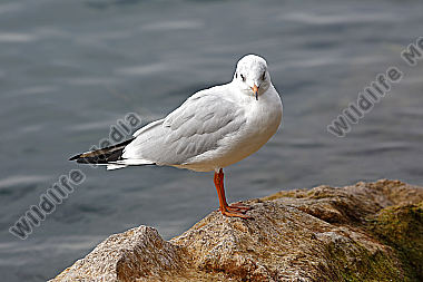 Lachmöwe