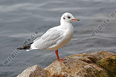 Lachmöwe