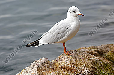 Lachmöwe