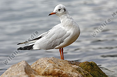 Lachmöwe