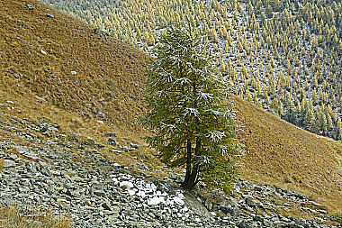 Lärche im Herbst