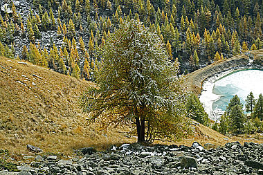 Lärche im Herbst