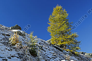 Lärche im Herbst