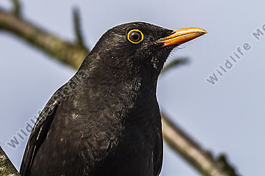 Eine Amsel sitzt auf einem Ast