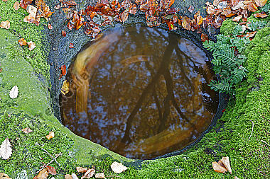 Wasserloch im Fels mit Herbstlaub