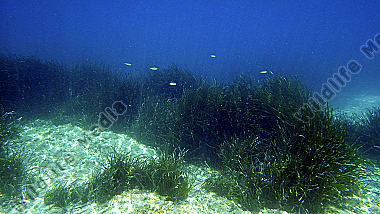 Neptungras