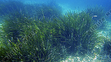 Neptungras