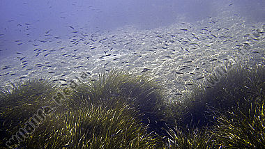 Neptungras