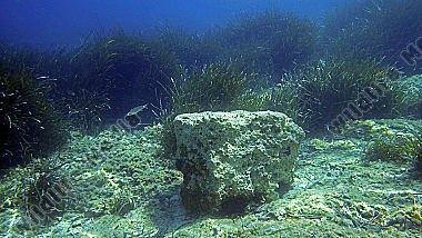 Neptungras