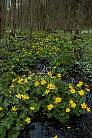 Caltha palustris Gewässer Sumpfdotterblume Wald Bach