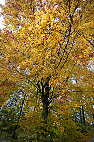 Herbst laub Rotbuche Wald