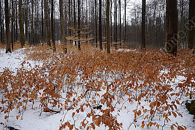 Buche laub verjüngung Wald Winter