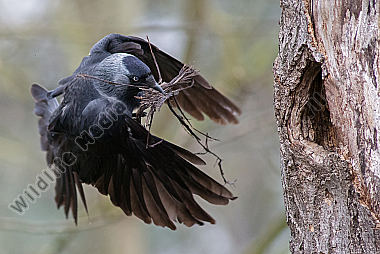 Dohle Corvus monedula trägt Nistmaterial in eine Höhle des Schwarzspechtes Dryocopus martius