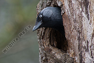 Dohle Corvus monedula schaut aus einer Höhle des Schwarzspechtes Dryocopus martius Folgebrüter