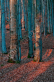 Buchenwald Herbst laub Lichtstimmung stamm