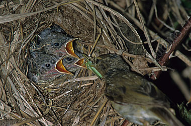 Weidenlaubsänger Zilpzalp Phylloscopus collybita Nest Brut Wald