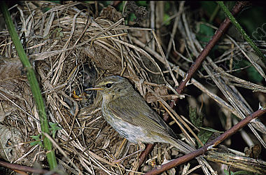 Weidenlaubsänger Zilpzalp Phylloscopus collybita Nest Brut Wald