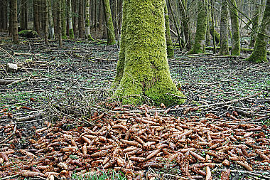 Buntspecht