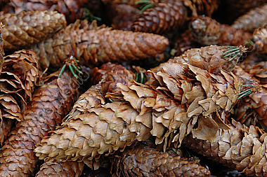 Buntspecht