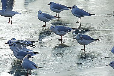 Lachmöwe